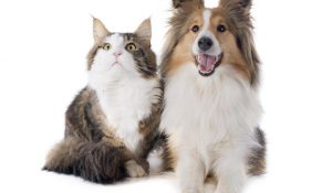 Pension Educative Garderie Pour Chien Et Chat Pitou Urbain